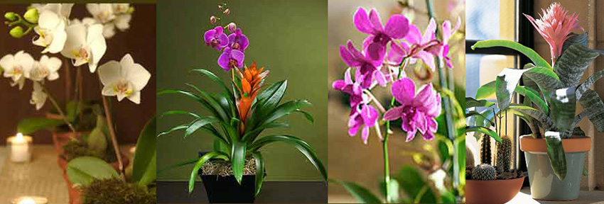 Boca Orchid Plants
